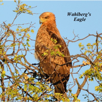 Wahlberg's Eagle